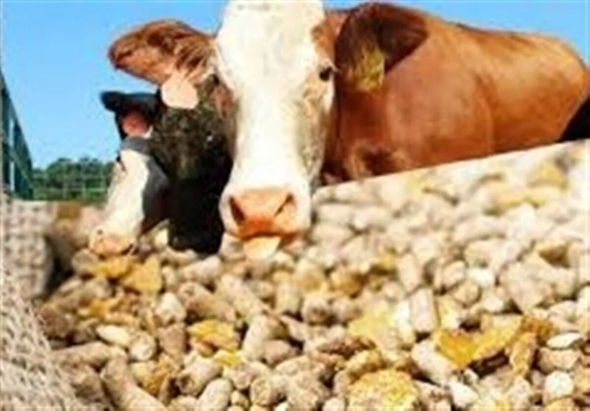 قیمت نهاده‌های دامی ۳ برابر افزایش یافت