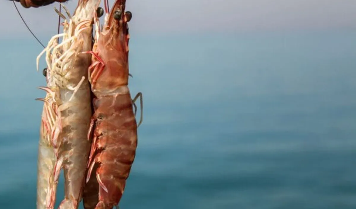 پیش‌بینی تولید ۵۰ هزار تن میگوی پرورشی در سال ۱۴۰۴