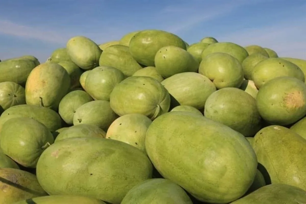 واکنش سازمان ملی استاندارد به ویدئوی جنجالی هندوانه صادراتی