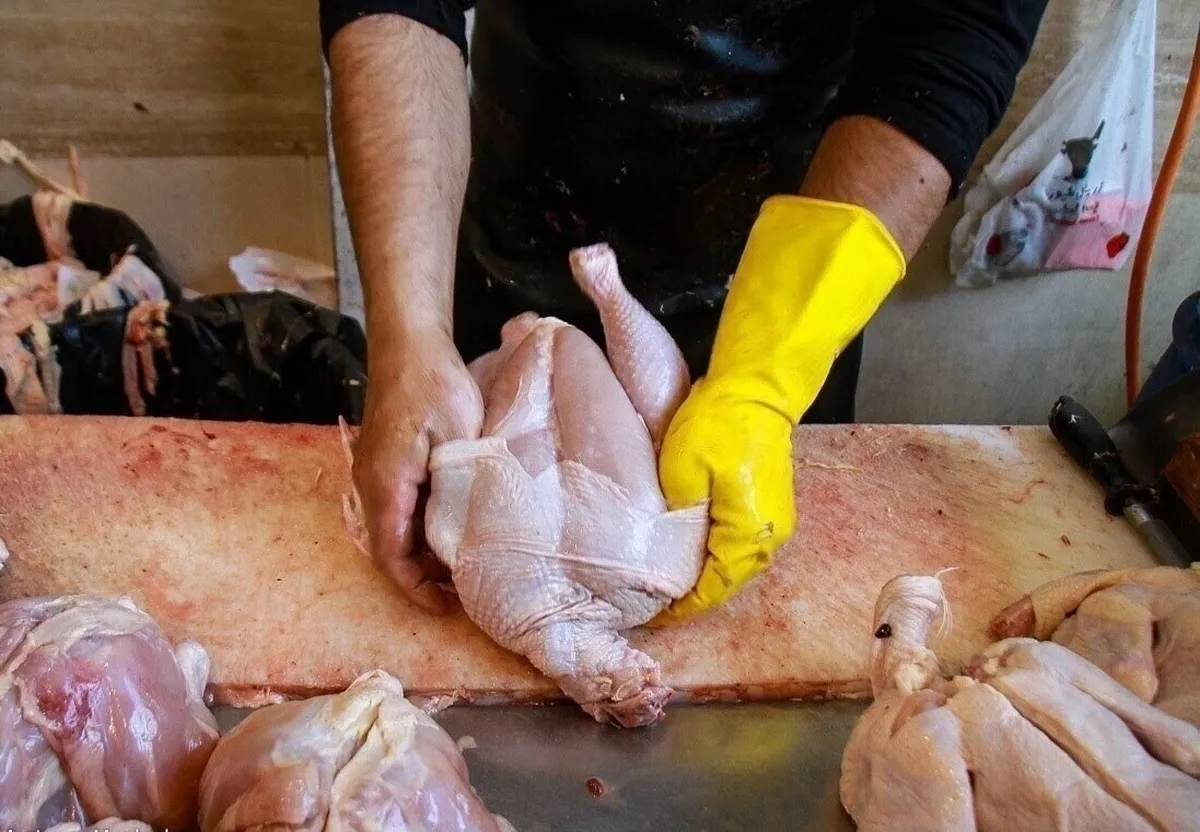 مرغ ارزان شد/ شرایط بازار مرغ به روال عادی بازگشت