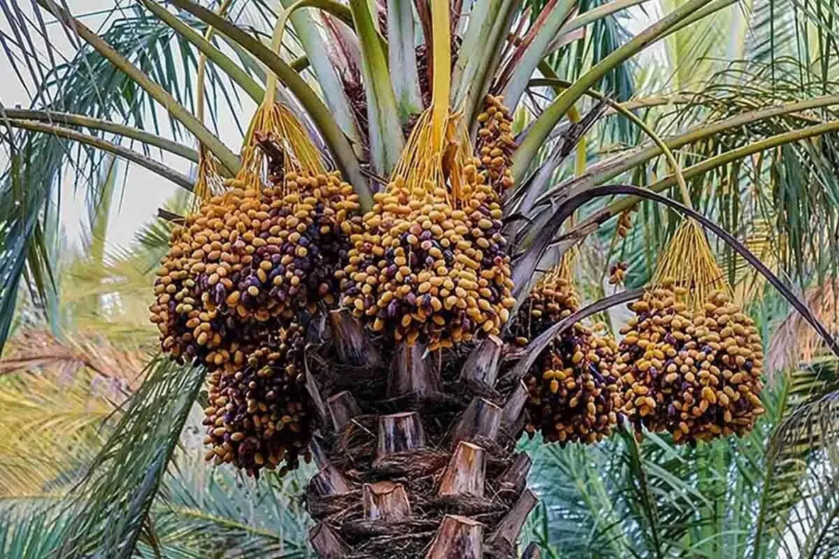 ایران در میان ۵ کشور اول تولیدکننده خرما