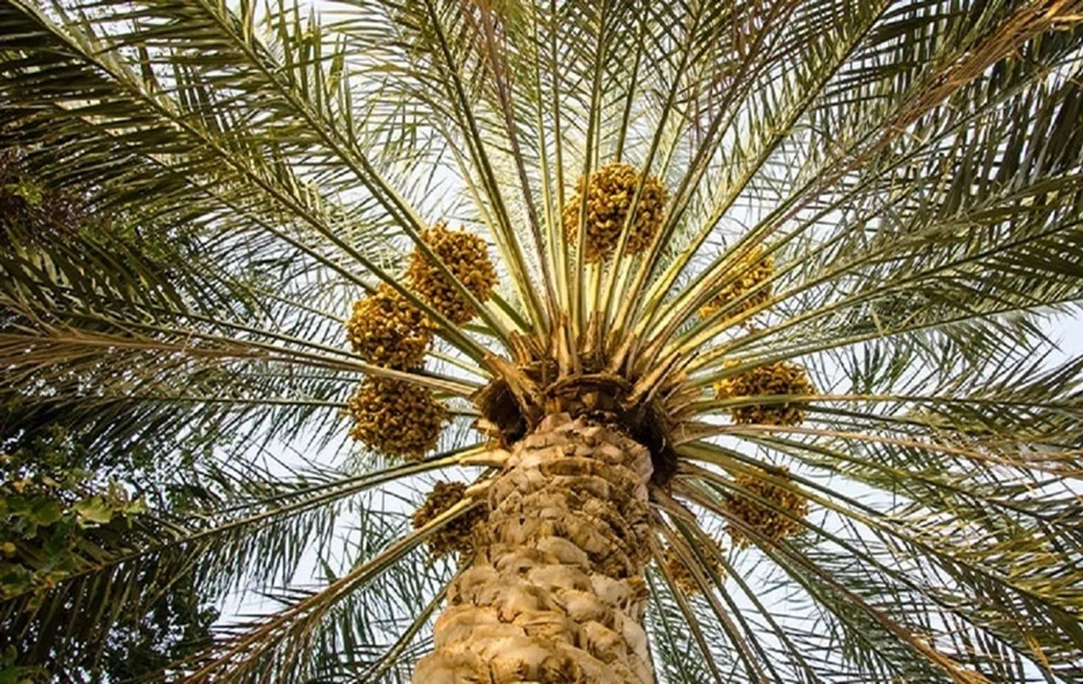 اولویت مکانیزاسیون در نخلستان‌ها/توسعه هوشمندسازی برای ارتقای کیفیت