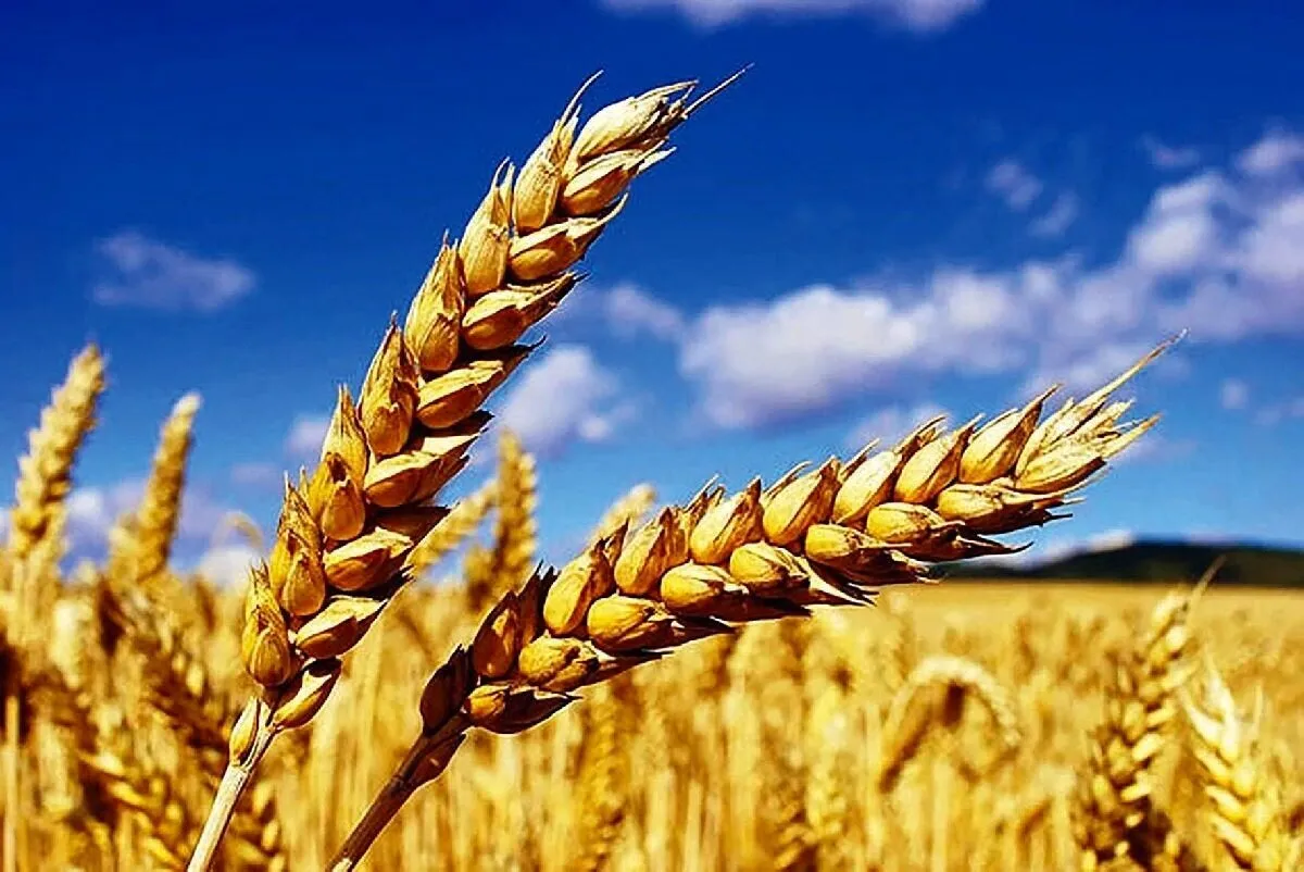 ۴.۵ میلیون تن گندم تحویل دولت شد