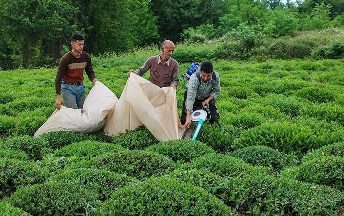 چالش‌های تولید چای در کشور
