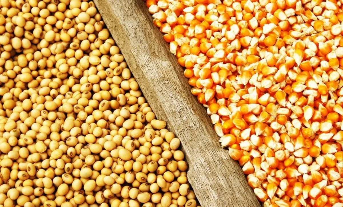 کشت قراردادی نهاده‌ دامی؛ راهکاری تخصصی یا انحصار در تامین پروتئین؟