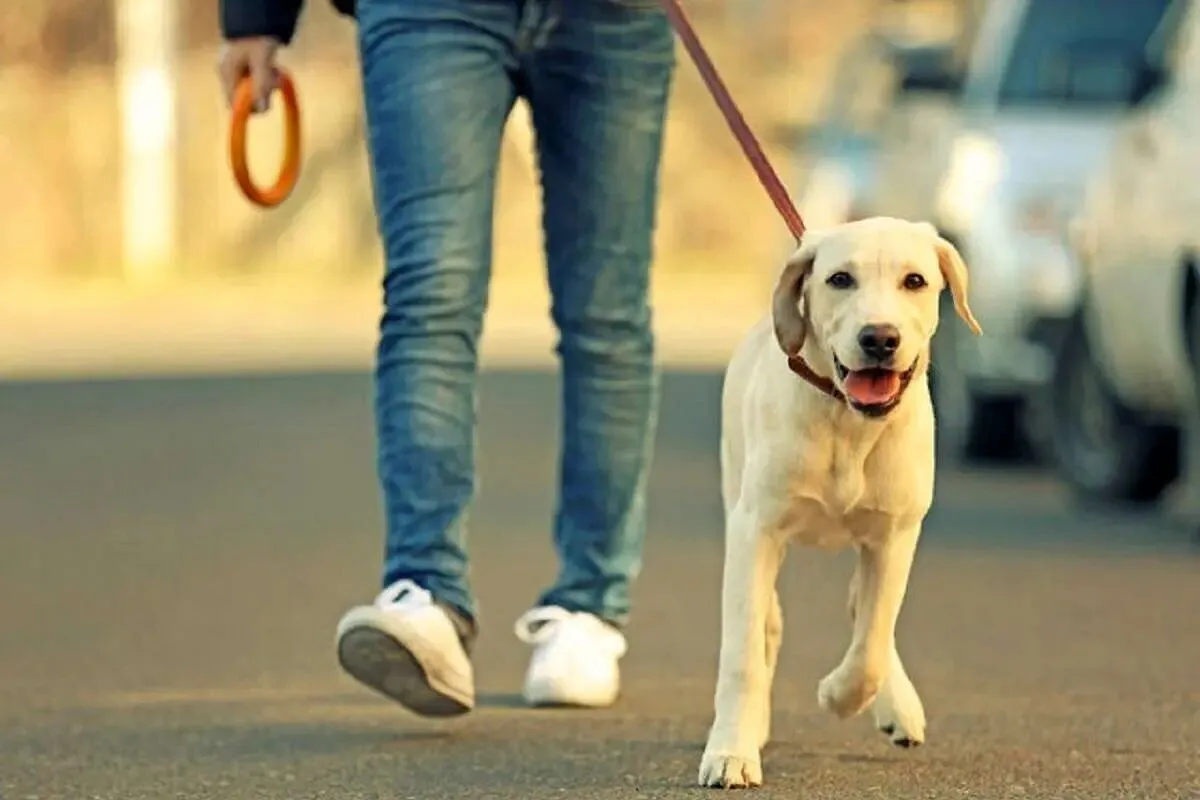 سگ‌‌گردانی در یک شهر دیگر هم ممنوع شد