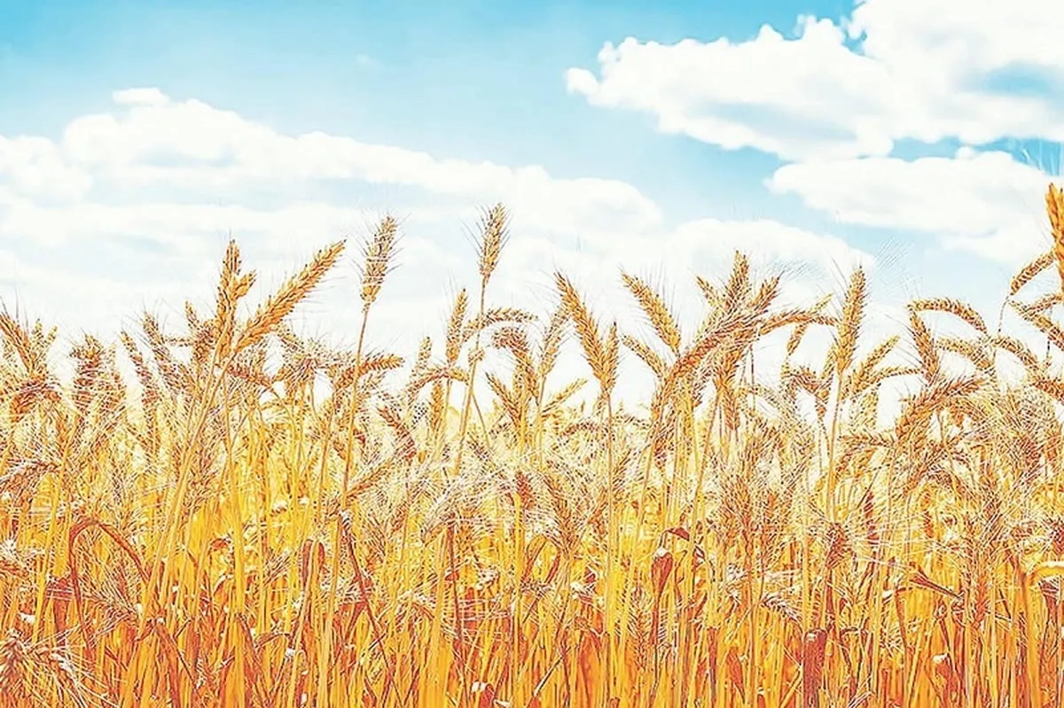 قیمت خرید گندم امروز ۲۱ شهریور ماه در بازار جهانی