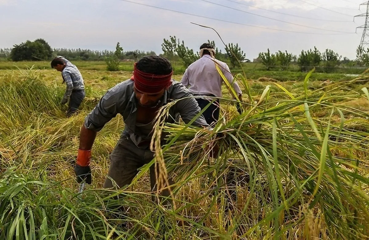 شناسنامه دار شدن برنج کیفی راهی برای کاهش قیمت از مزرعه تا سفره