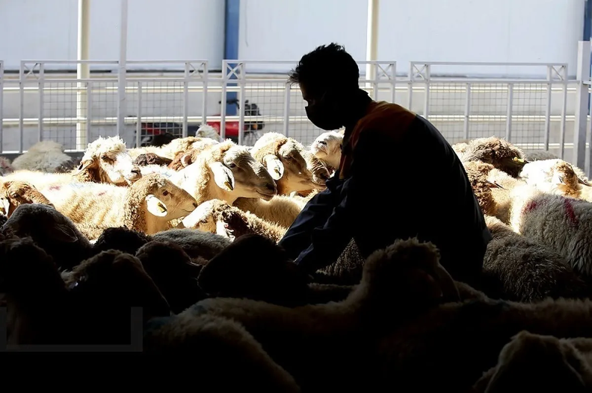 قیمت دام زنده تهران ۲۲ دی ۱۴۰۳ + جدول