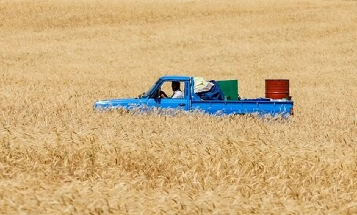 ۸۶ درصد از مطالبات گندم‌کاران تسویه شد