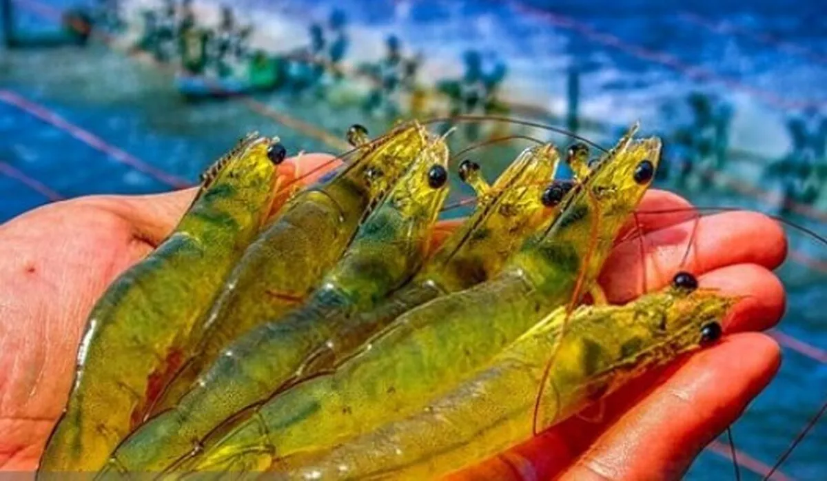 ۱۵۳ پروژه شیلاتی به بهره‌برداری می‌رسد