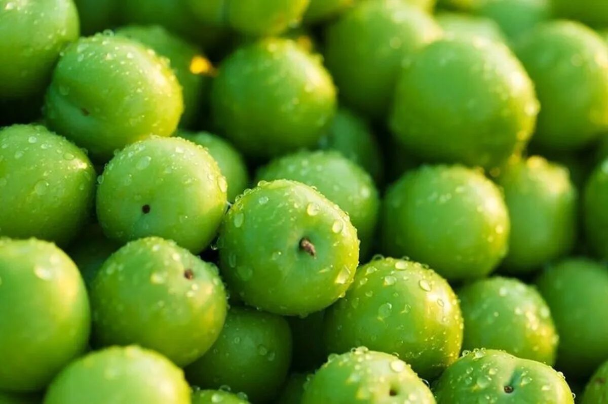 نوبرانه ای با قیمت نجومی؛ واردات قاچاق گوجه سبز