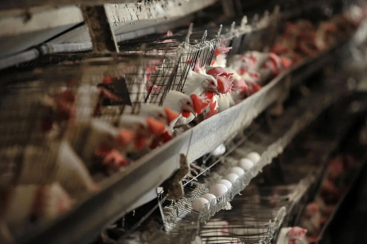 صنعت تخم‌مرغ در تنگنا/ بازارهای هدف یکی پس از دیگری از دست می‌رود