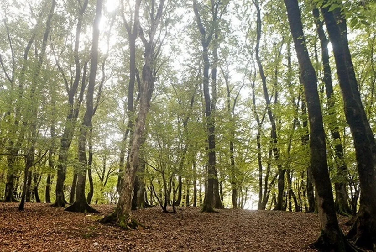 بکارگیری فناوری‌های نو در حفاظت از جنگل‌ها و مراتع کشور