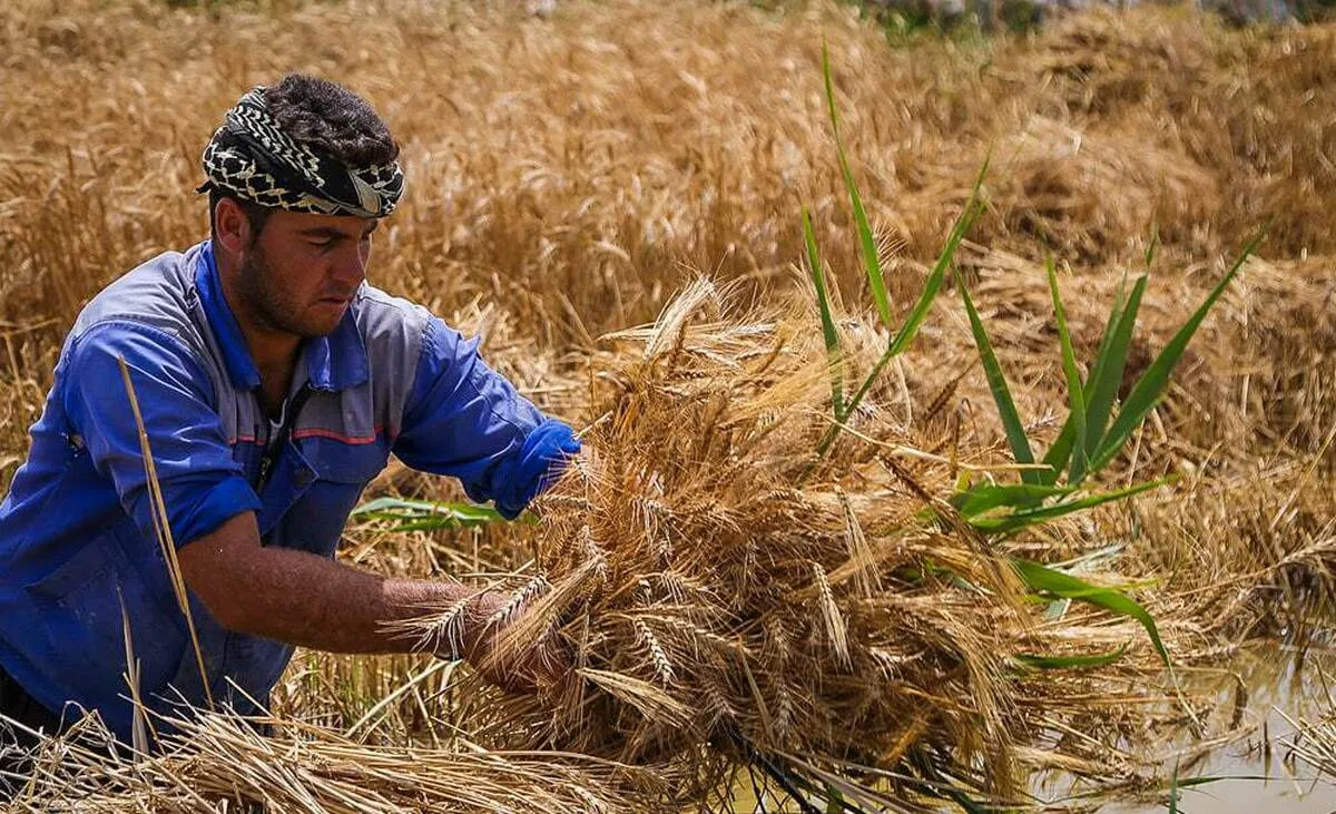 قانون خرید تضمینی گندم؛ ابزار حمایت عامل تهدید امنیت غذایی نشود