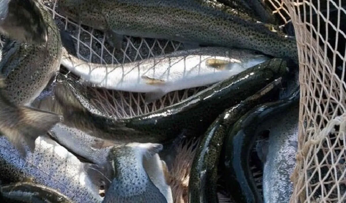 صنعت آبزی پروری کشور در مسیر توسعه قرار دارد