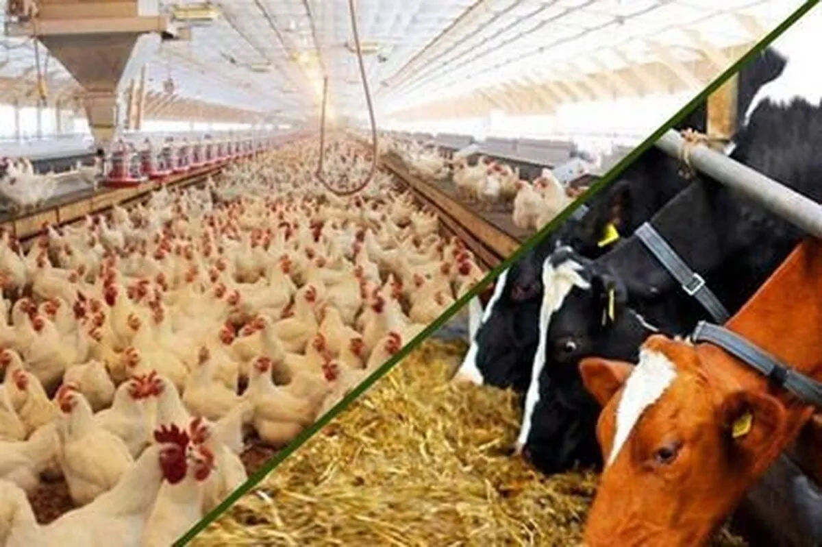 وضعیت تامین نهاده‌های دامی مطلوب است