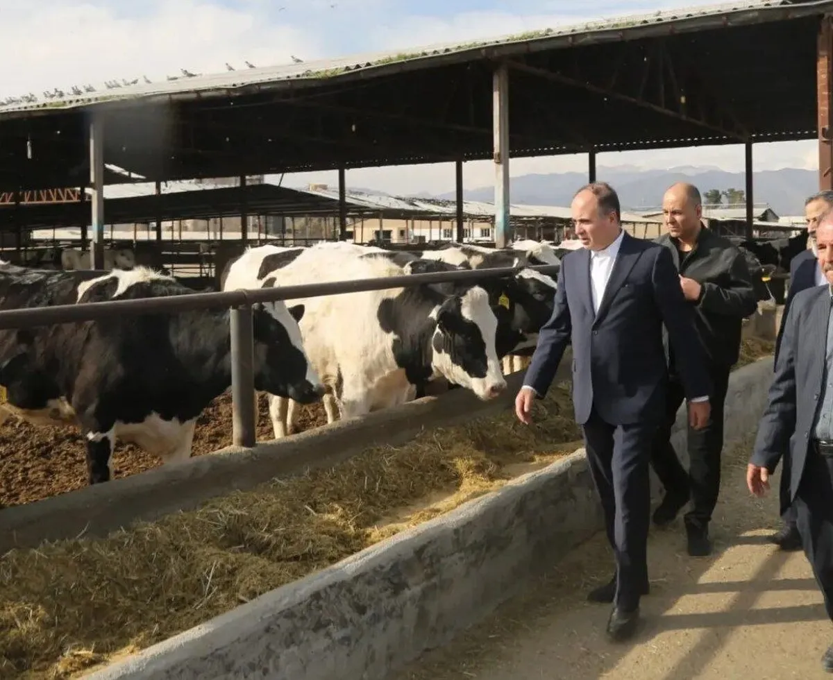 از نایابی نهاده تا گرانی گوشت و میوه؛ آقای قزلجه خوراک انسان و دام گران شد