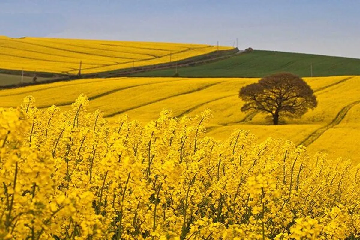 خرید تضمینی کلزا آغاز شد+ جزییات