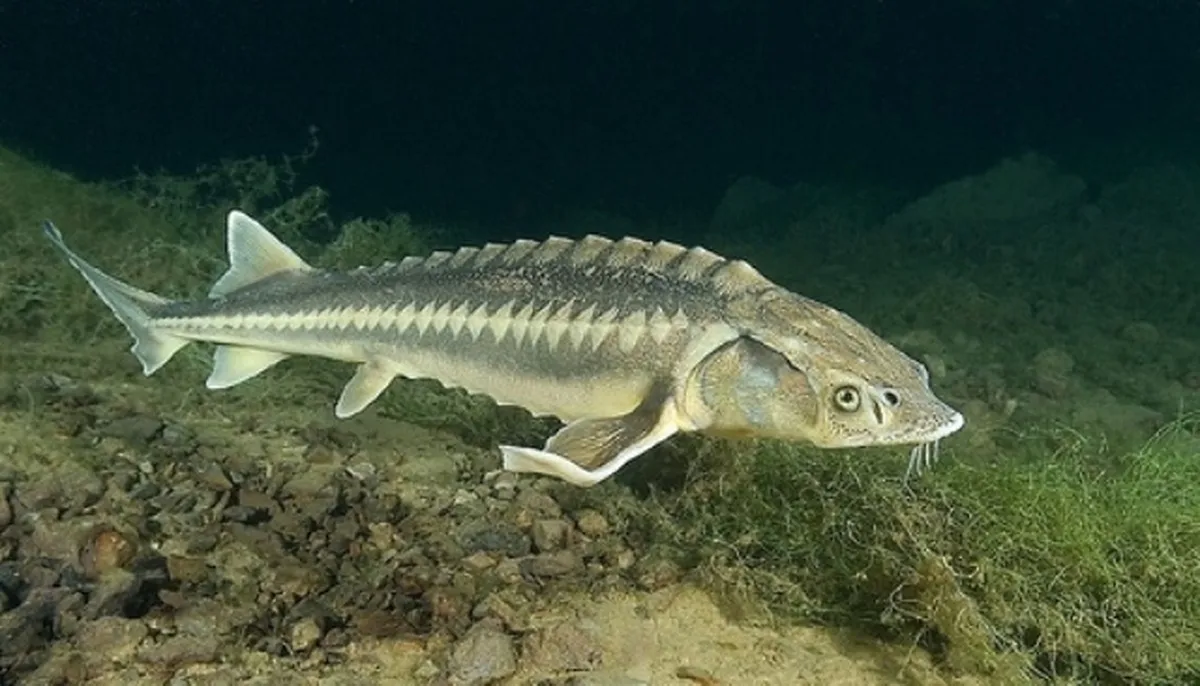 تداوم اقدامات بازسازي ذخاير ماهيان خاوياری در سال گذشته