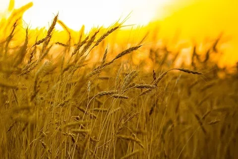 افزایش ۲.۴ درصدی شاخص جهانی قیمت مواد غذایی در یک ماه