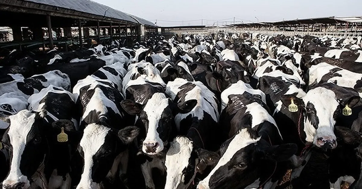 شیوع جدی تب‌برفکی در برخی دامداری‌ها و خطر احتمالی کمبود لبنیات و گوشت