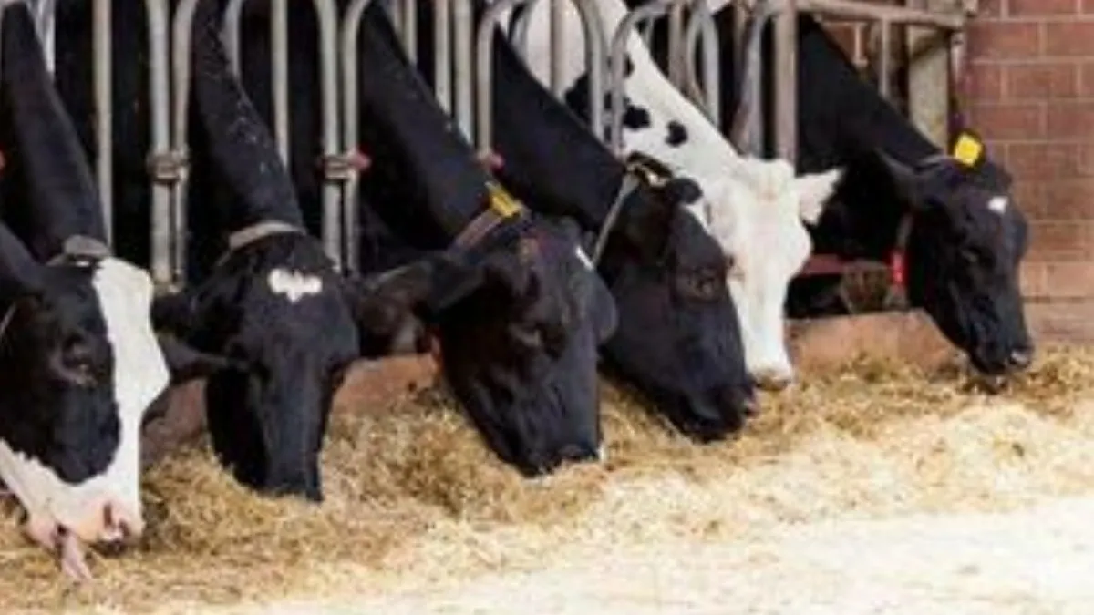 تولید شیرخام به ۱۲ میلیون و ۸۰۰ هزارتن رسید