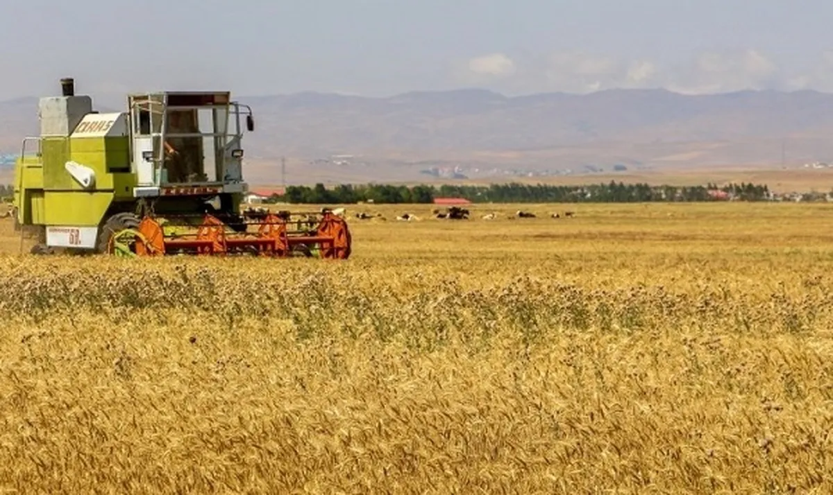 خرید گندم داخلی از کشاورزان به ۱۱ میلیون تُن رسید