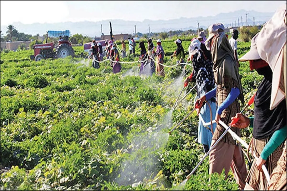 فرآیند اجرایی استانداردهای اجباری ۳۰ آفت‌کش‌ بررسی شد