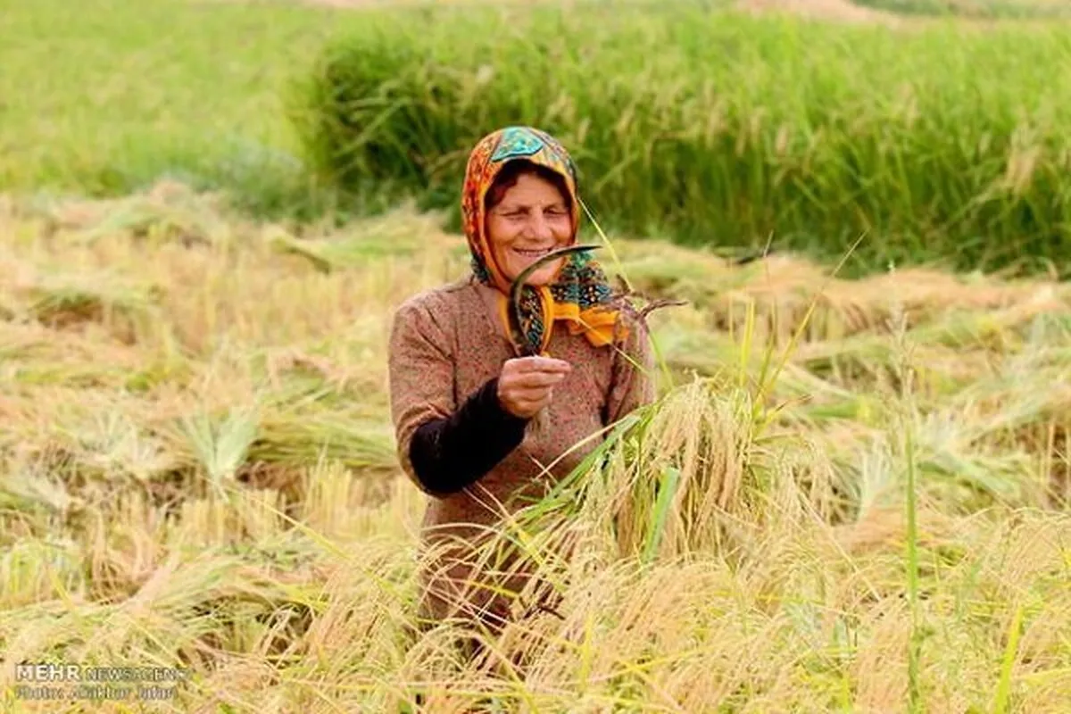 فائو ۴ نظام میراث کشاورزی مهم جهانی را ثبت کرد